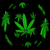 hemp