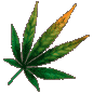 weed